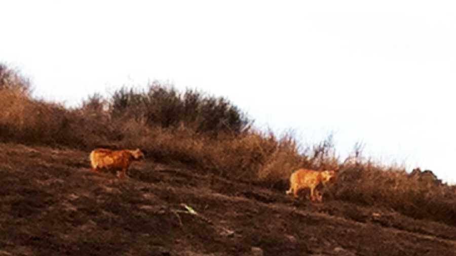 Student Taylor Sollecito took this photograph at 3:30 p.m. Tuesday of two large mountain lions. 
