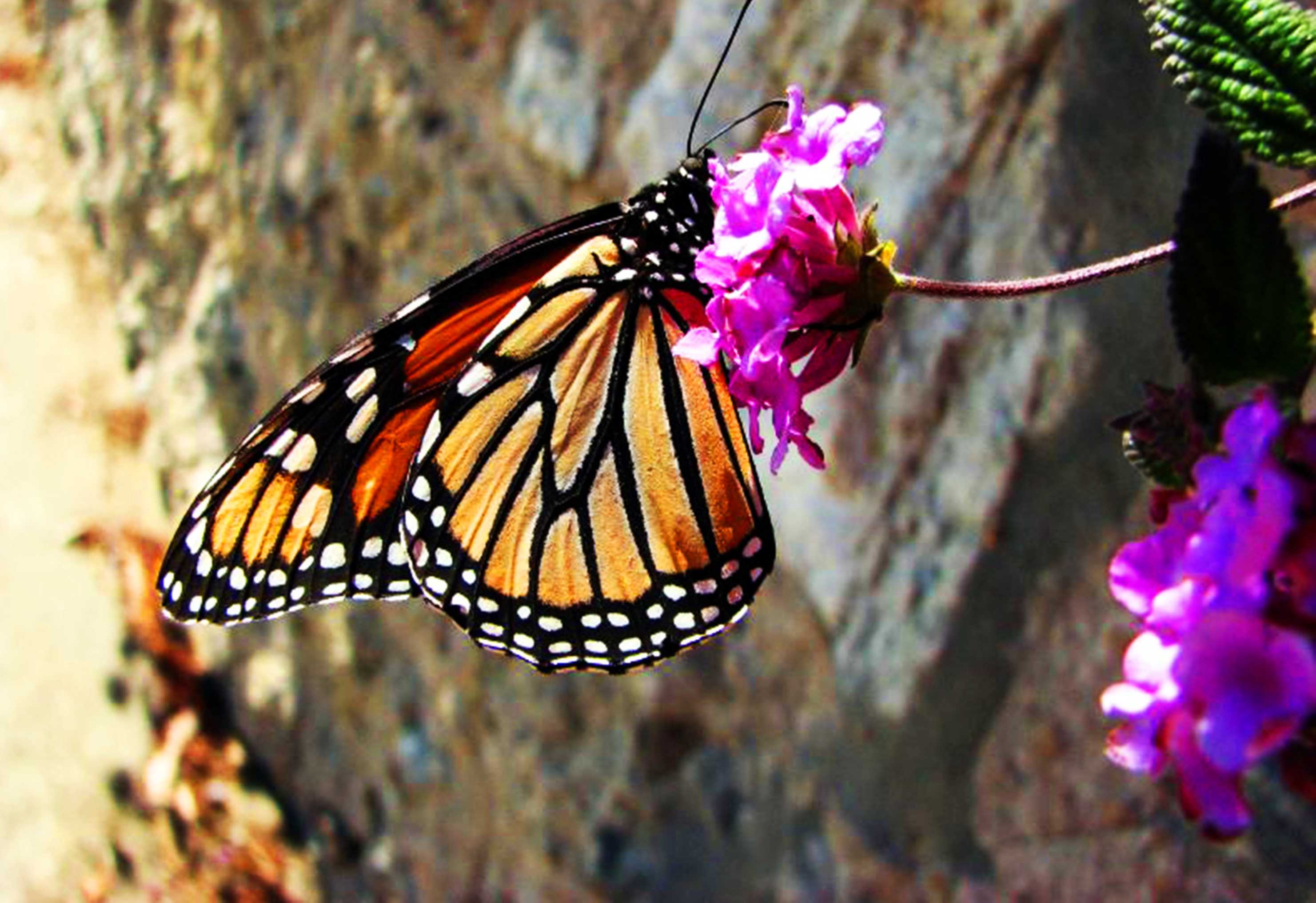 Monarch butterflies migration may disappear