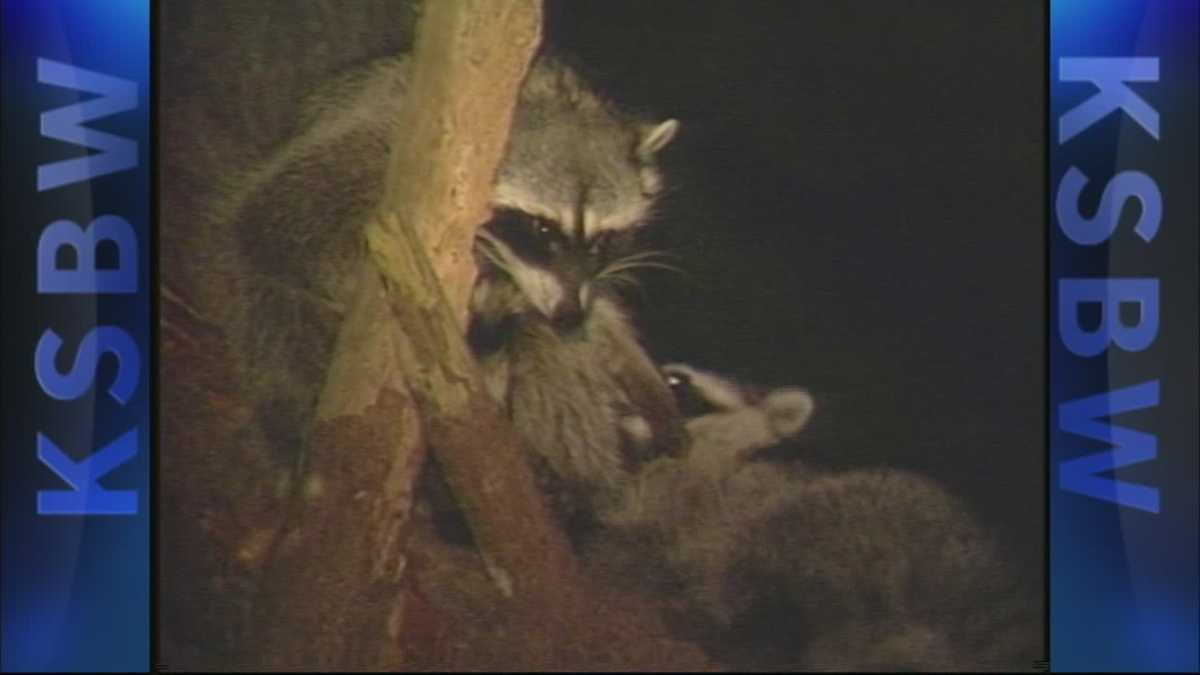 Raccoons On The Prowl In Pacific Grove