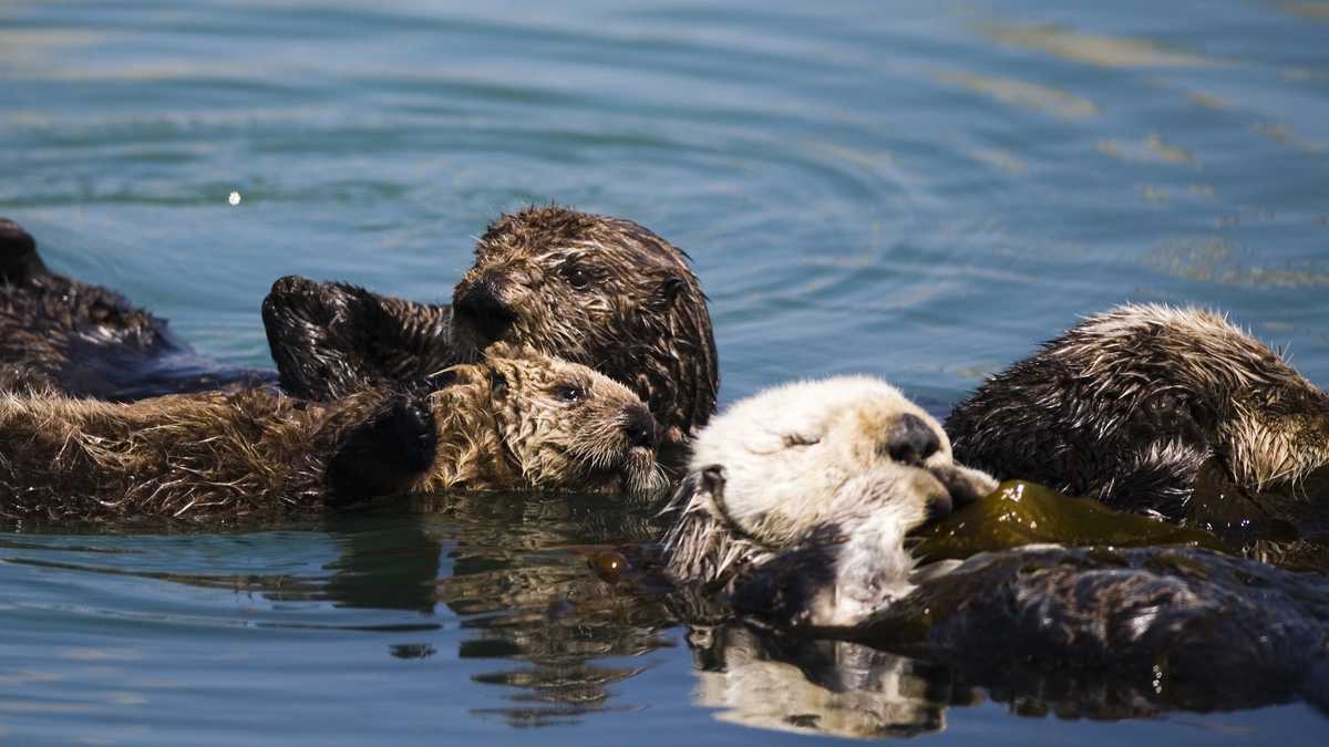 Why Were Officials Silent On The Pacific Grove Sea Otter Shooting