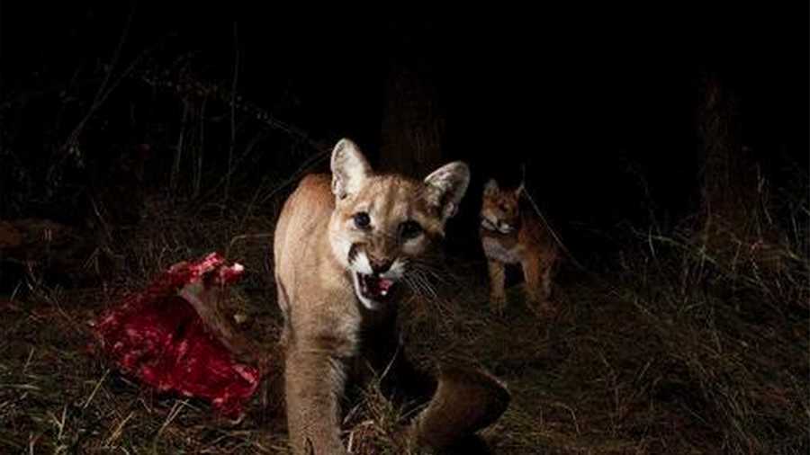 Cougar cub is caught on camera.