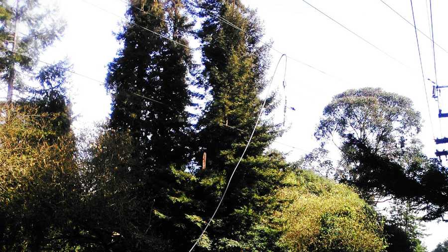 Powerlines were ripped down by a tree in Aptos. (March 7, 2014)