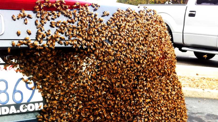 A swarm of bees clusters on a car. 