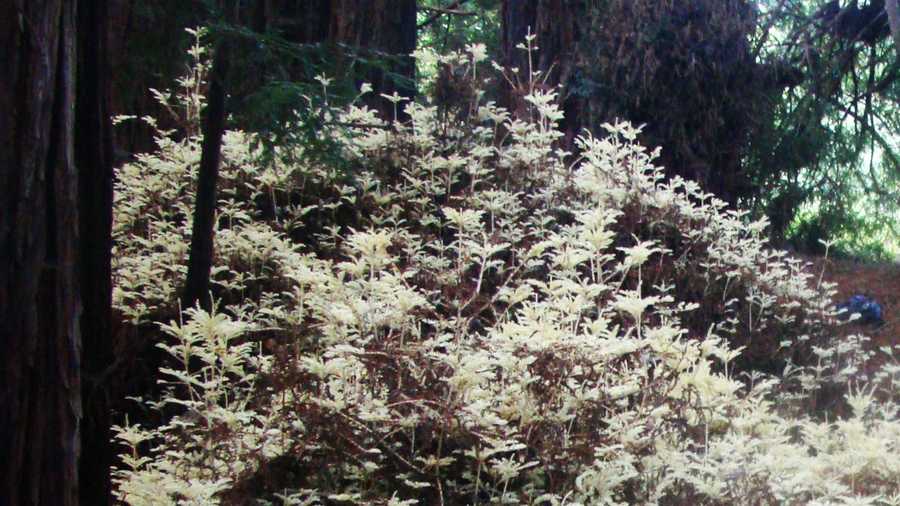 rare redwood faces chopping