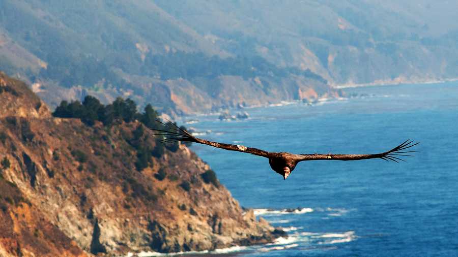 A condor flies over Big Sur. / Photo by Stan Russell