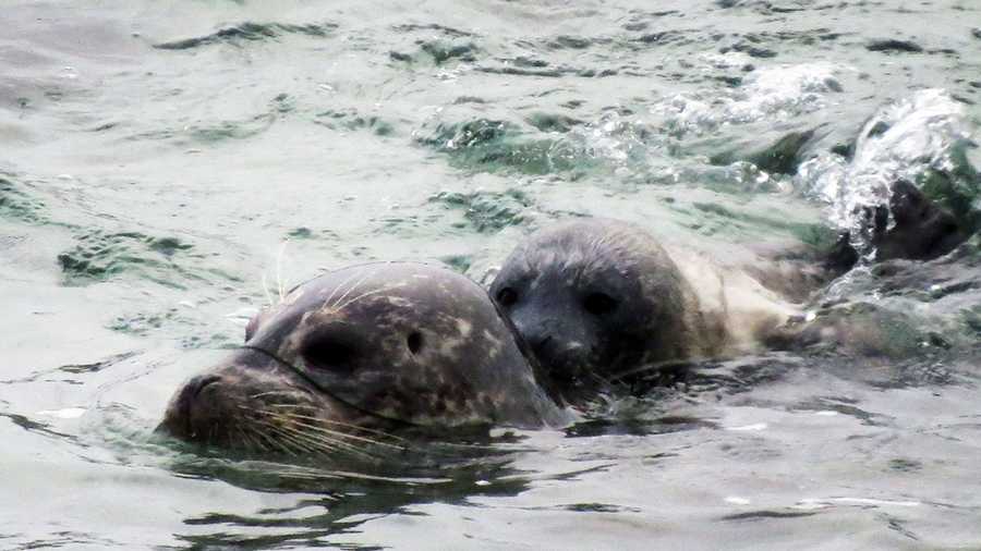Newborn pup No. 1 gets a swimming lesson from its mother on March 25.