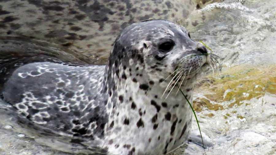 This harbor seal pup was born in Pacific Grove recently. 