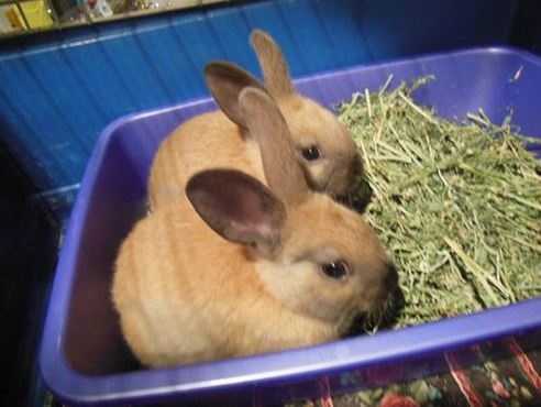 Santa Cruz shelters see boost in bunnies post Easter