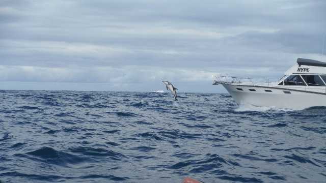 A dolphin jumps near Adam Walker.