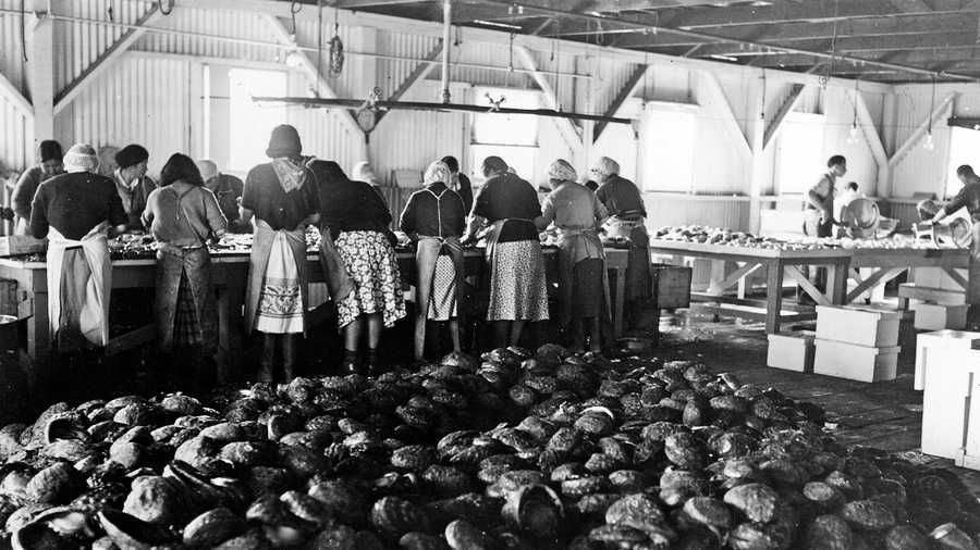 Monterey Cannery Row workers harvest abalone.