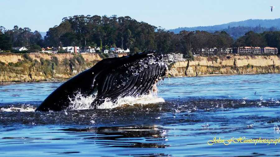 A happy humpback whale swims in Capitola.