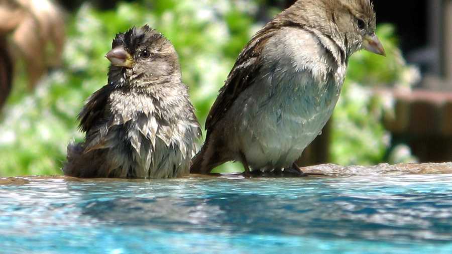 Little birds cool off in a bird bath. 