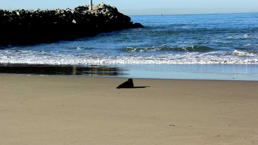 A sea otter makes its way to the ocean in Moss Landing.