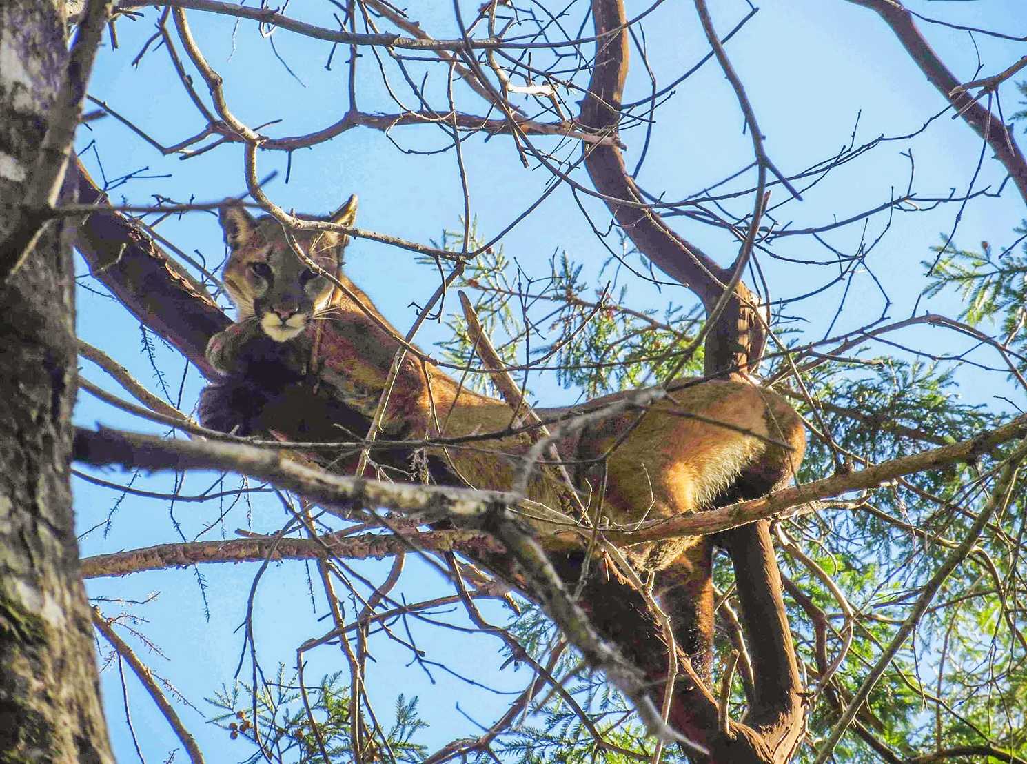 Mountain lion hid in Mountain View for 9 hours