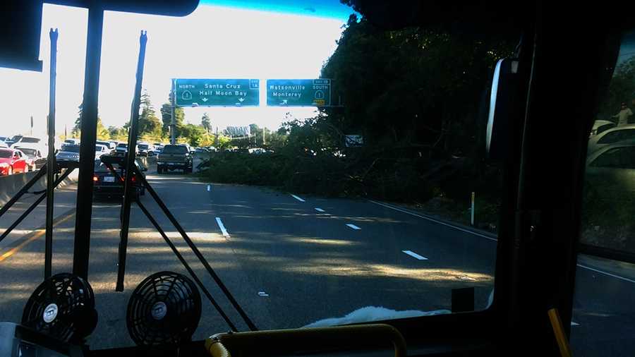 A tree toppled over and landed on Highway 17 just north of Santa Cruz. (June 16, 2014)