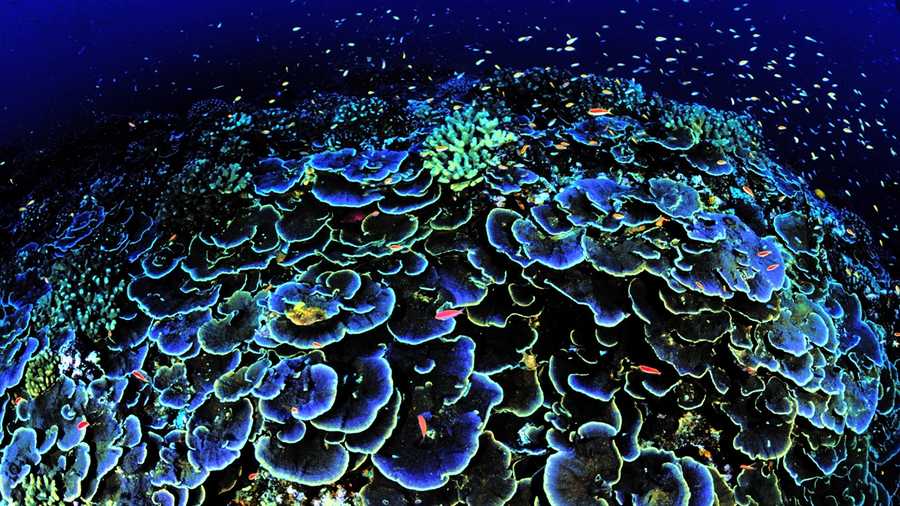 Sworls of coral attract fish at Jarvis Island National Wildlife Refuge in the Pacific Ocean. 
