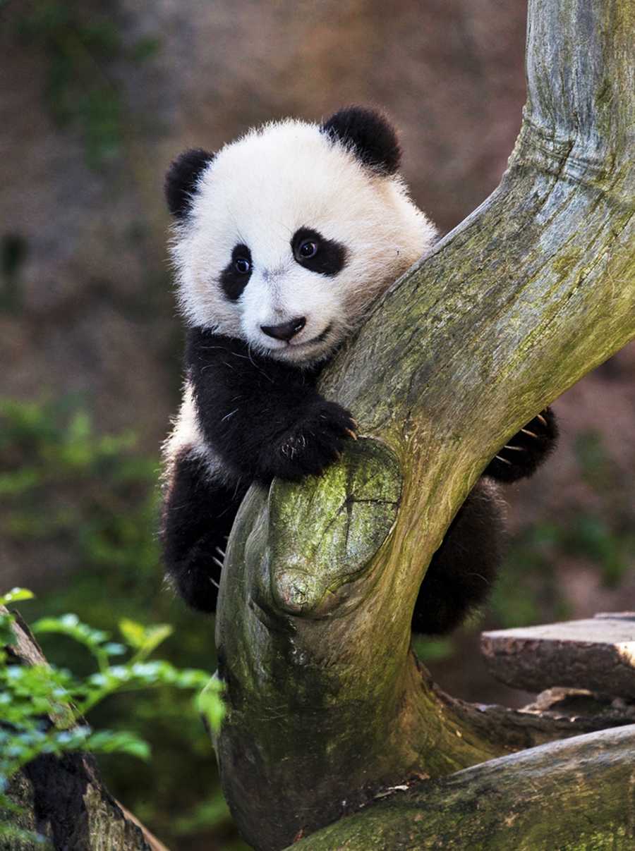 Photos Adorable Baby Animals Photos Adorable Baby Animals