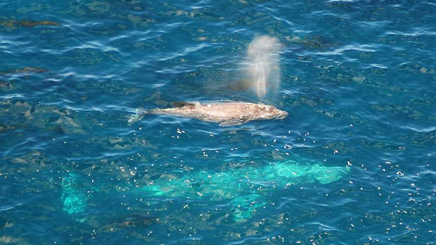 A gray whale calf takes a breath while swimming by Big Sur with its mother. / Photo by Stan Russell