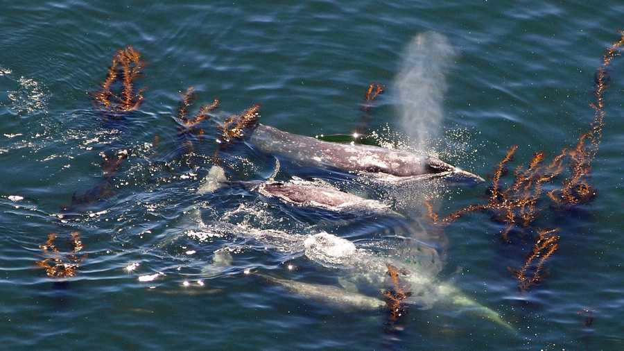 Two gray whales with their baby calves swim side-by-side through a kelp bed just offshore from Big Sur. / Photo by Stan Russell