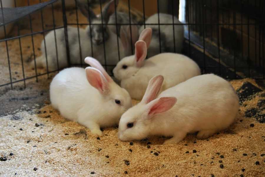 Images Rabbits found abandoned at park