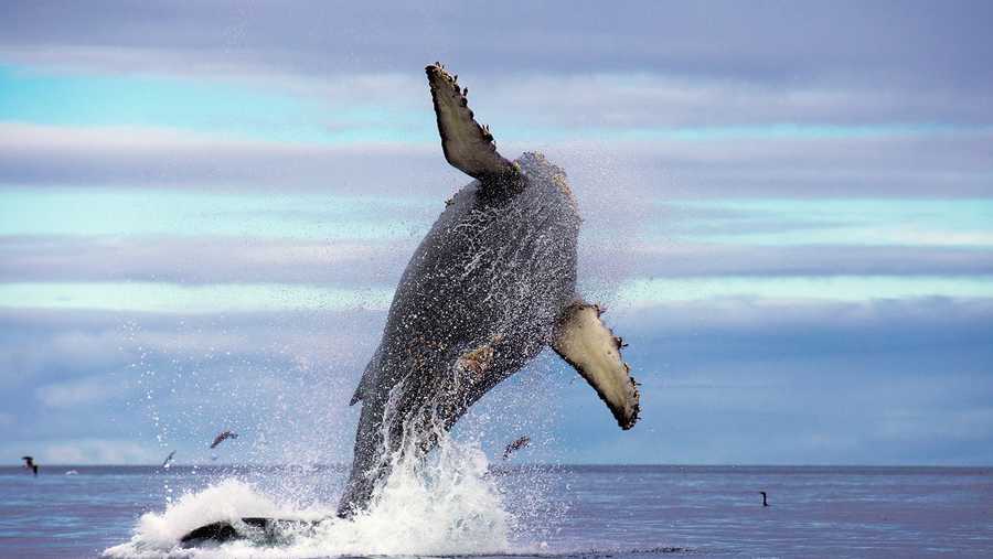 A humpback whale launches its body into the air on July 22, 2014 off Moss Landing.