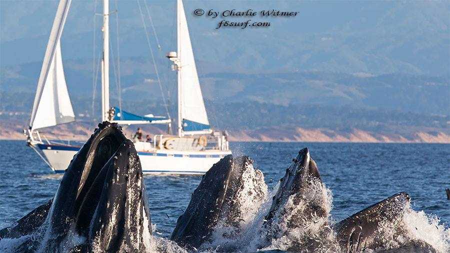 Charlie Witmer shot this photo of humpbacks lung feeding off Moss Landing on July 22. 