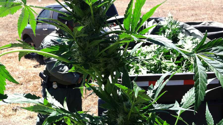 Marijuana seized in "Operation Clean Forest" is seen. 