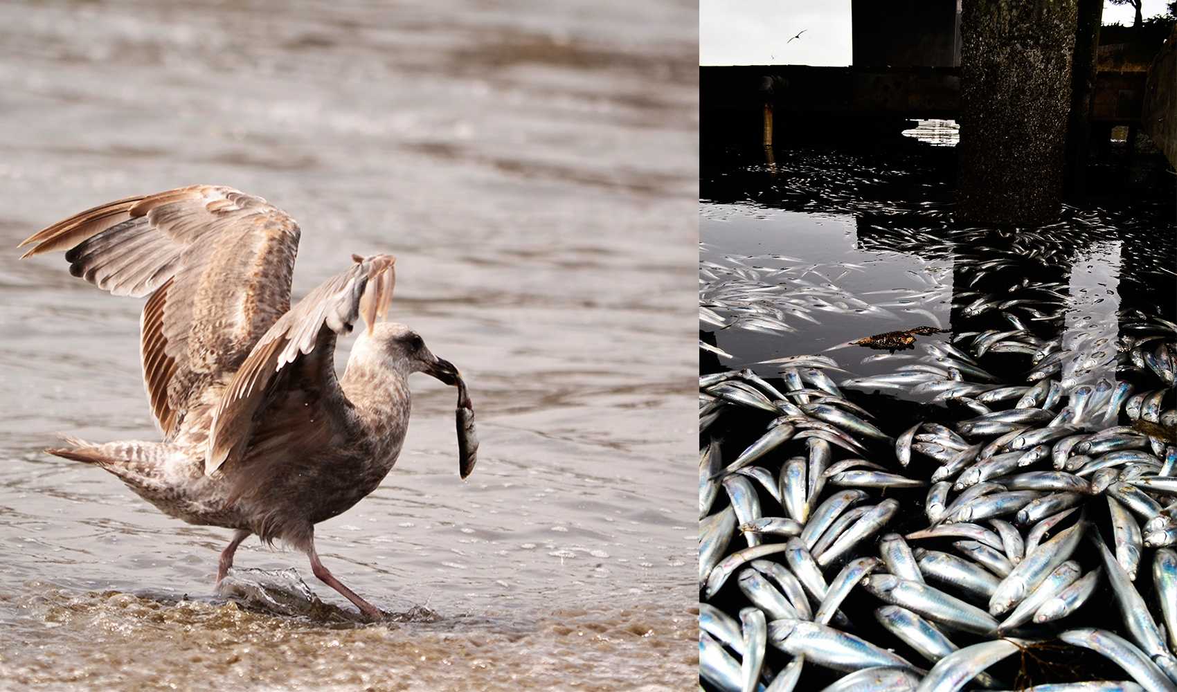 Millions of anchovies die at Santa Cruz yacht harbor