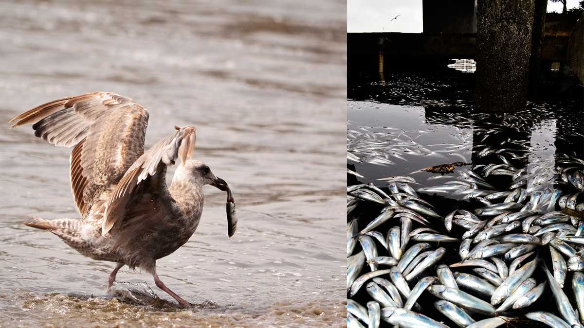 Millions of anchovies die at Santa Cruz yacht harbor