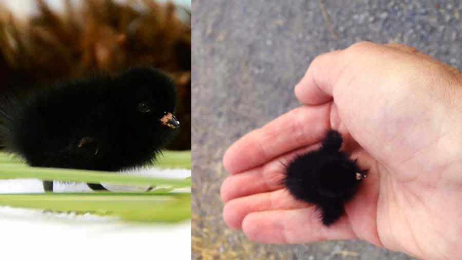 The black rail chick is seen at the International Bird Rescue, left, and in the hand of Dione Rochelle when she found it, right. 