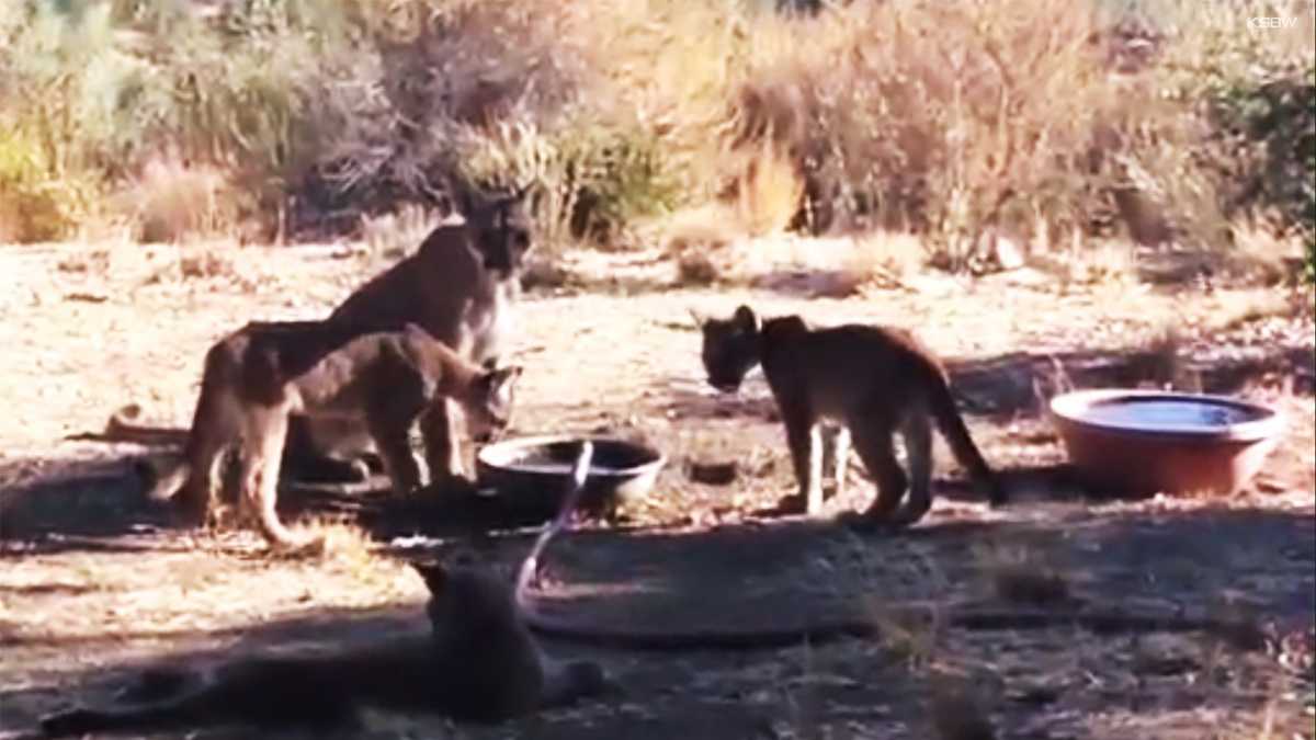 Carmel Valley resident records mountain lions in backyard