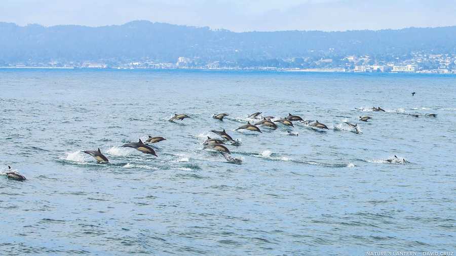 Dolphins swim past Monterey and Pacific Grove.  Photo by David Cruz / Nature's Lantern