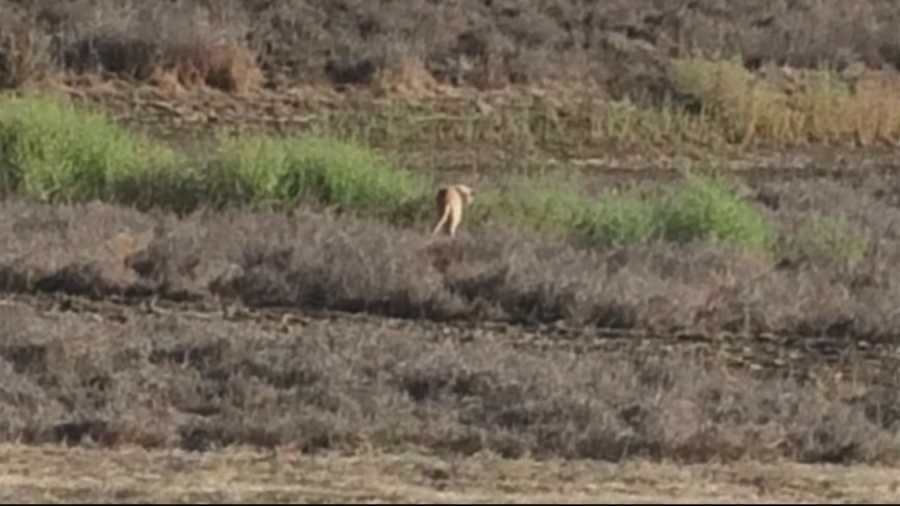 A community just outside Hollister is keeping a close eye out for mountain lions, as neighbors say they've seen a mountain lion three different times this week.