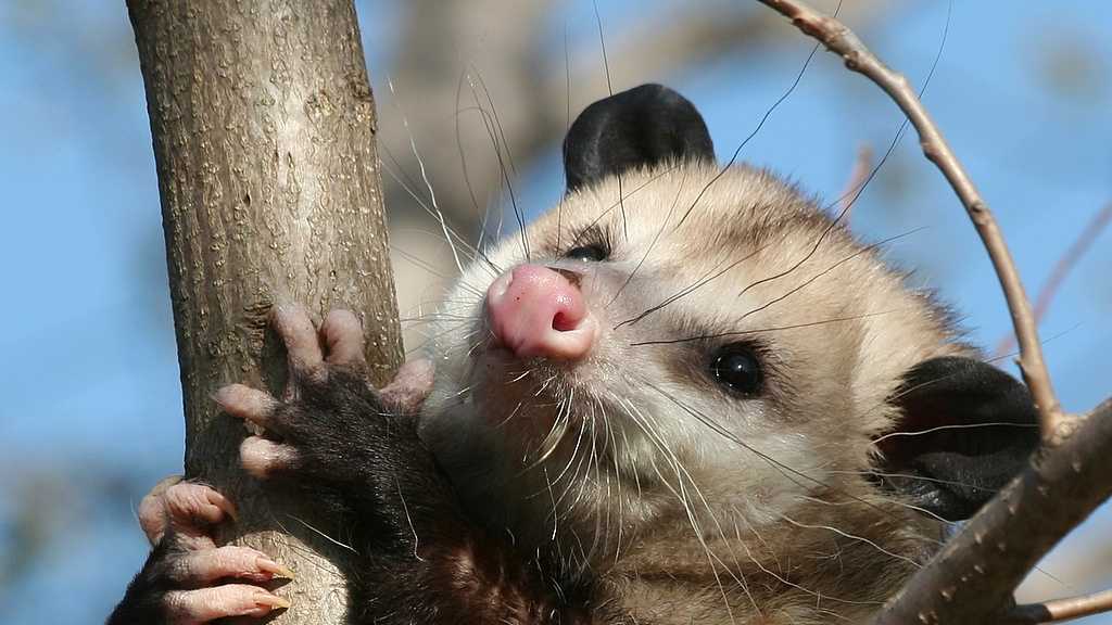 do dogs kill possums