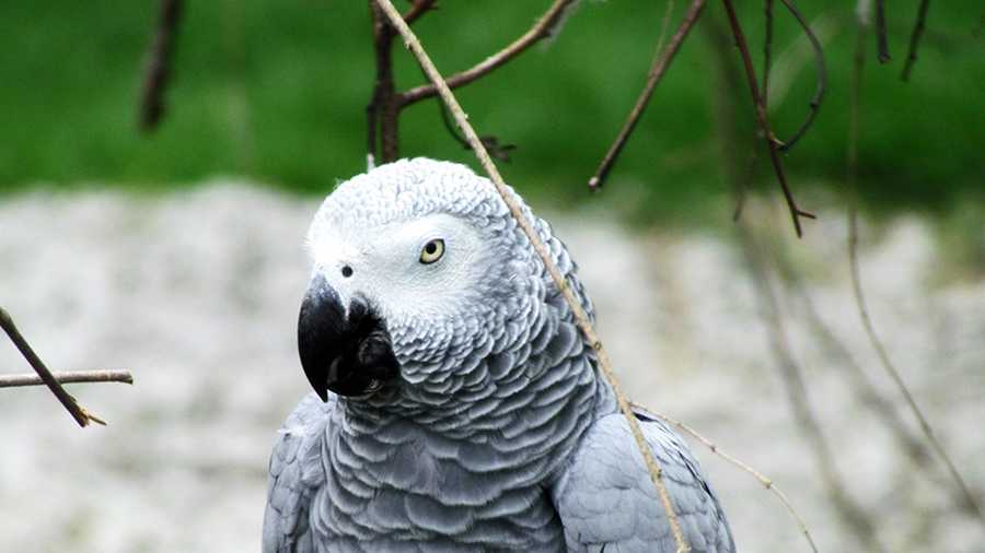 An African Grey Parrot is seen at a waterfowl park in North Carolina.
