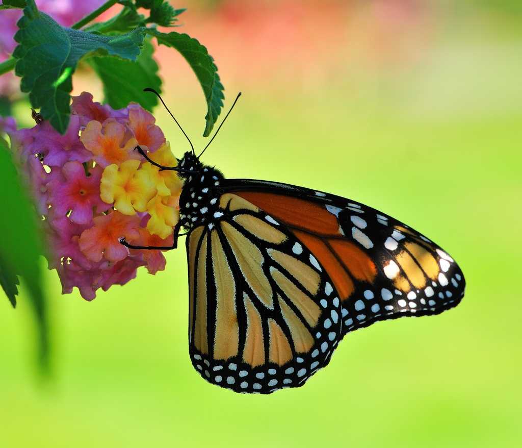 Beautiful monarch butterflies return to Santa Cruz