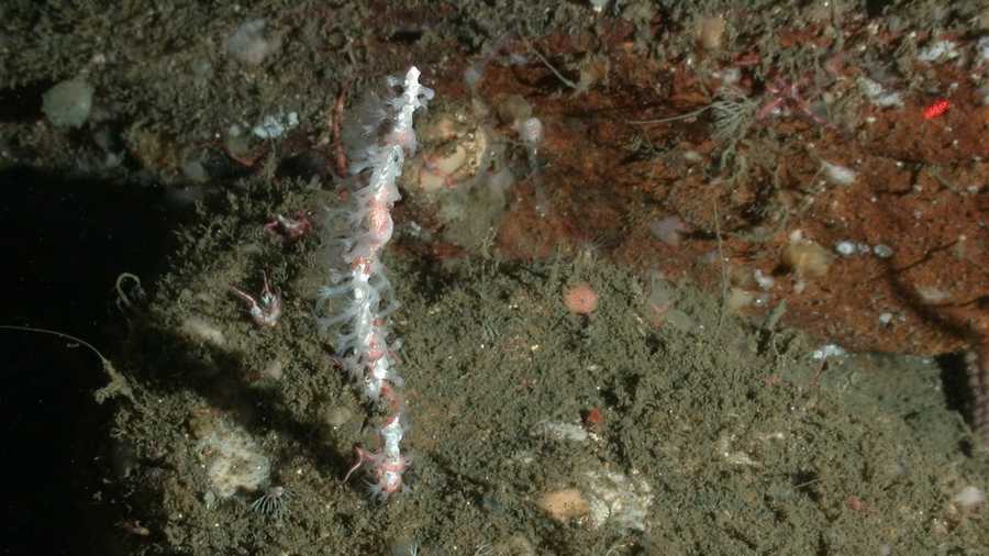 This is a new species of white coral, found in an area known as The Football. Credit: NOAA