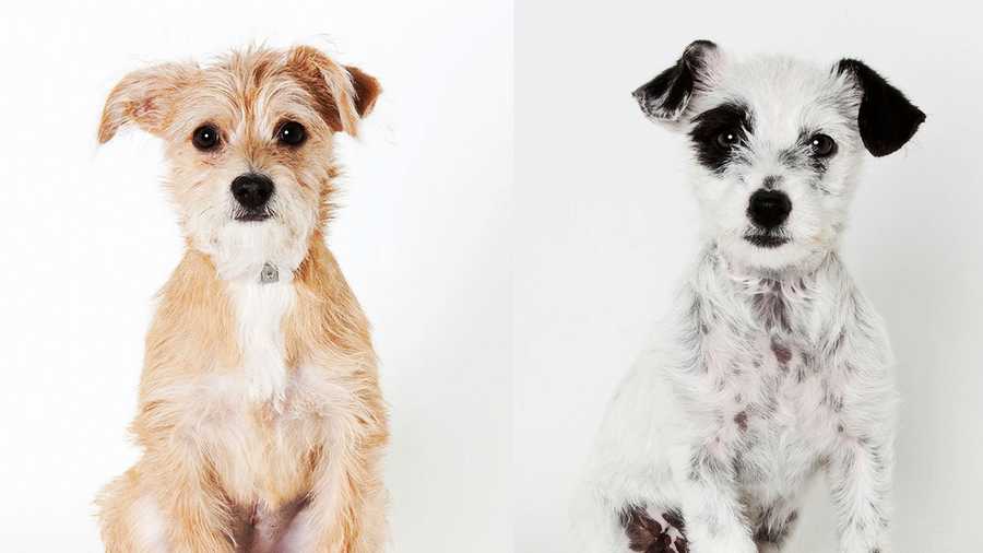 Zoey and Emma are examples of a common type of dog found locally. 