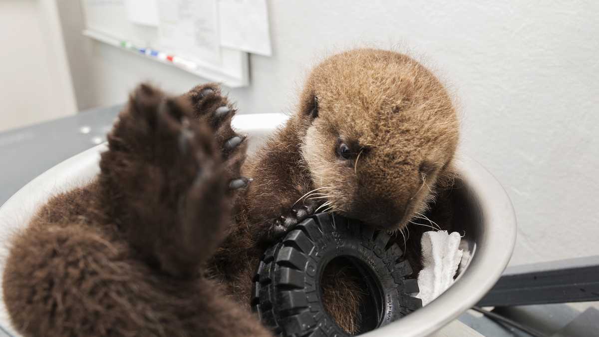 PHOTOS: Sea otter pup rescued from beach north of Santa Cruz