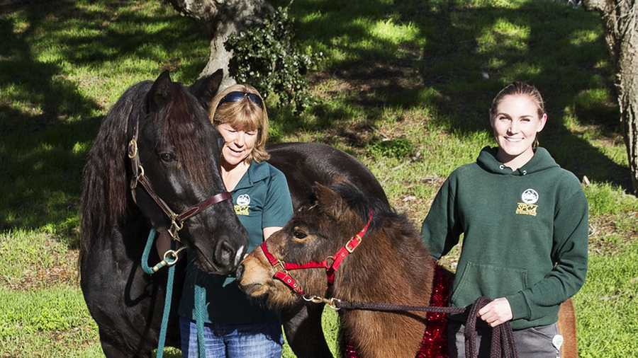 Bradley, a 7-year-old pony, and Bella Donna, a warmblood mare, are among the seven horses ready for new homes.