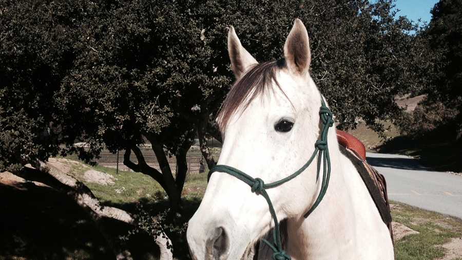 Becca - 13-year-old female Quarter Horse