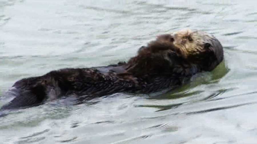 Federal officials are investigating whether this sea otter, seen holding her pup here on Dec. 10 in Moss Landing, was shot at. 