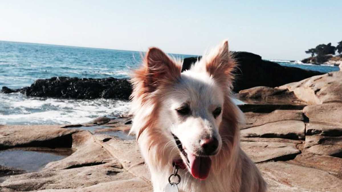 Santa Cruz County Parks Commission letting dogs offleash