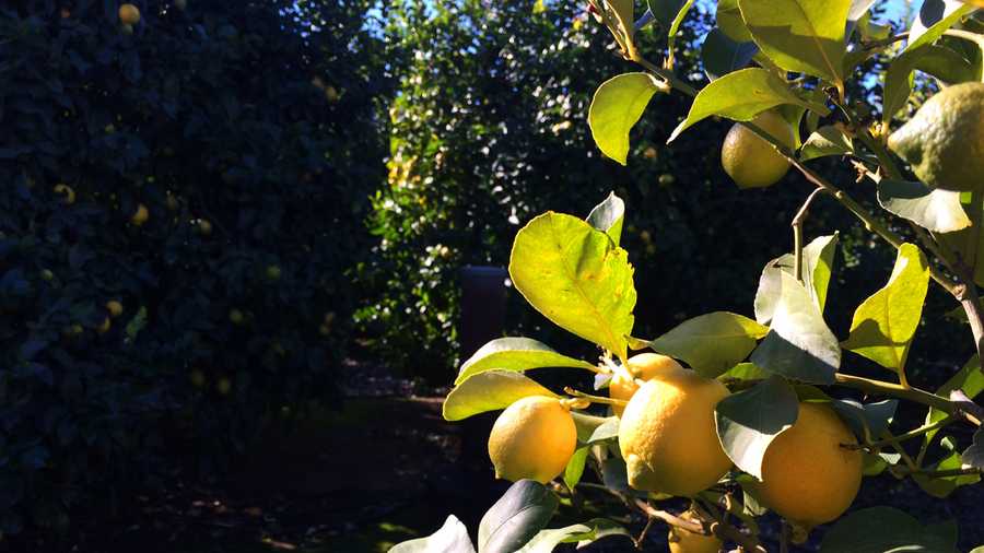 Lemons growing in the Salinas Valley. 