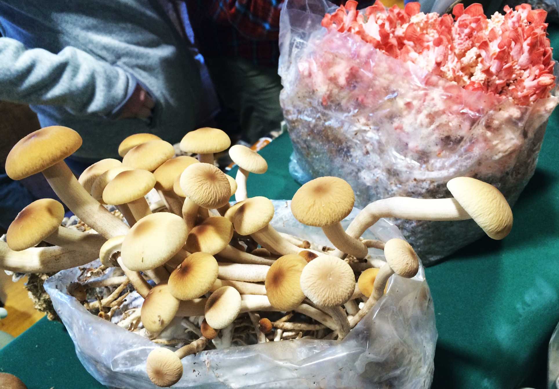 Mushroom lovers flock to Santa Cruz Fungus Fair