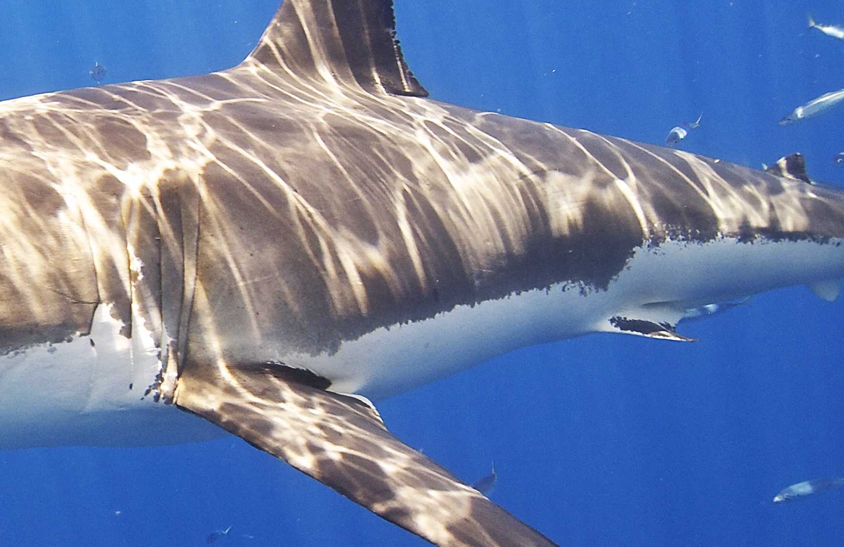 Great white shark hanging out by Aptos cement ship