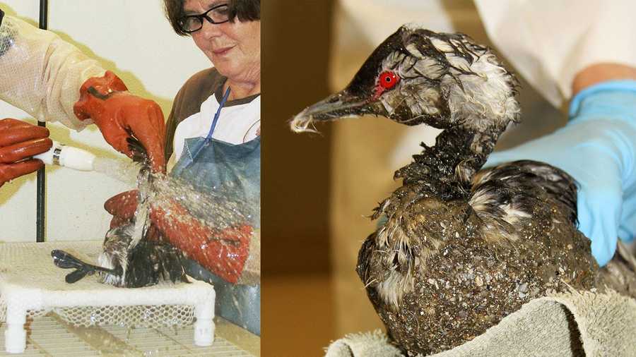 International Bird Rescue Research Center volunteers clean a bird that was drenched in goo. 
