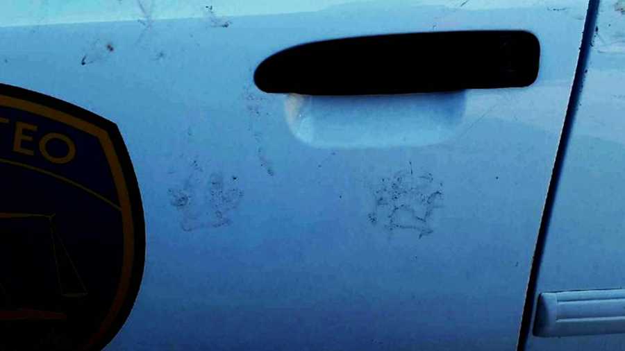 Paw prints were found on the police officer's patrol car.