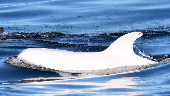 PHOTOS: Rare white dolphin spotted swimming in Monterey Bay