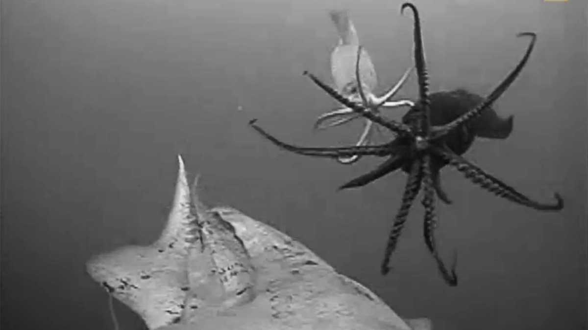 Amazing giant squid behavior recorded in deep sea by Pacific Grove